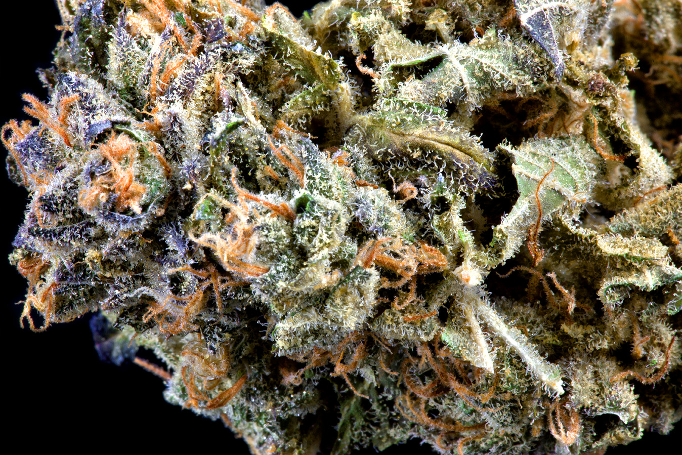 Dutch Haze