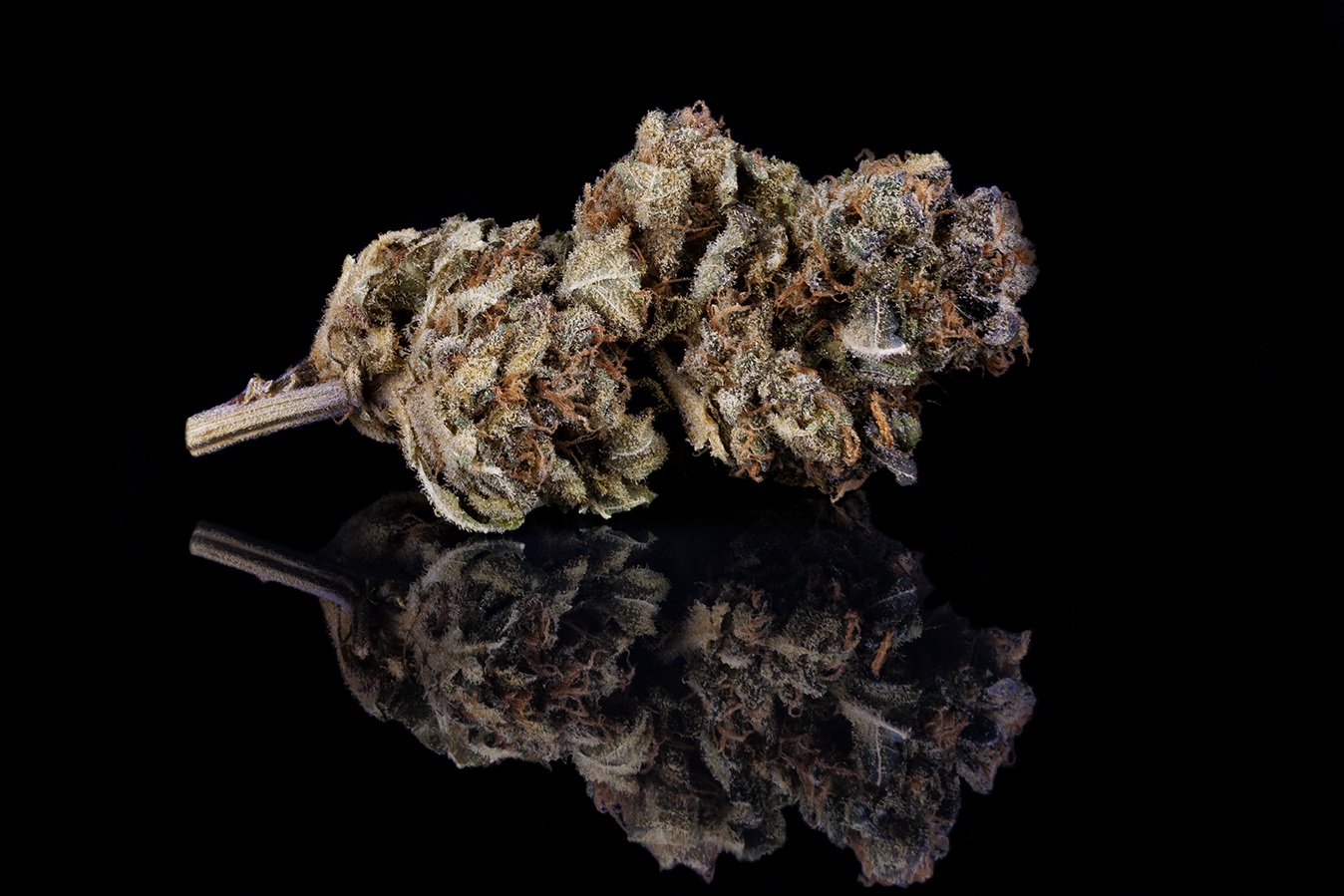 Dutch Haze detail