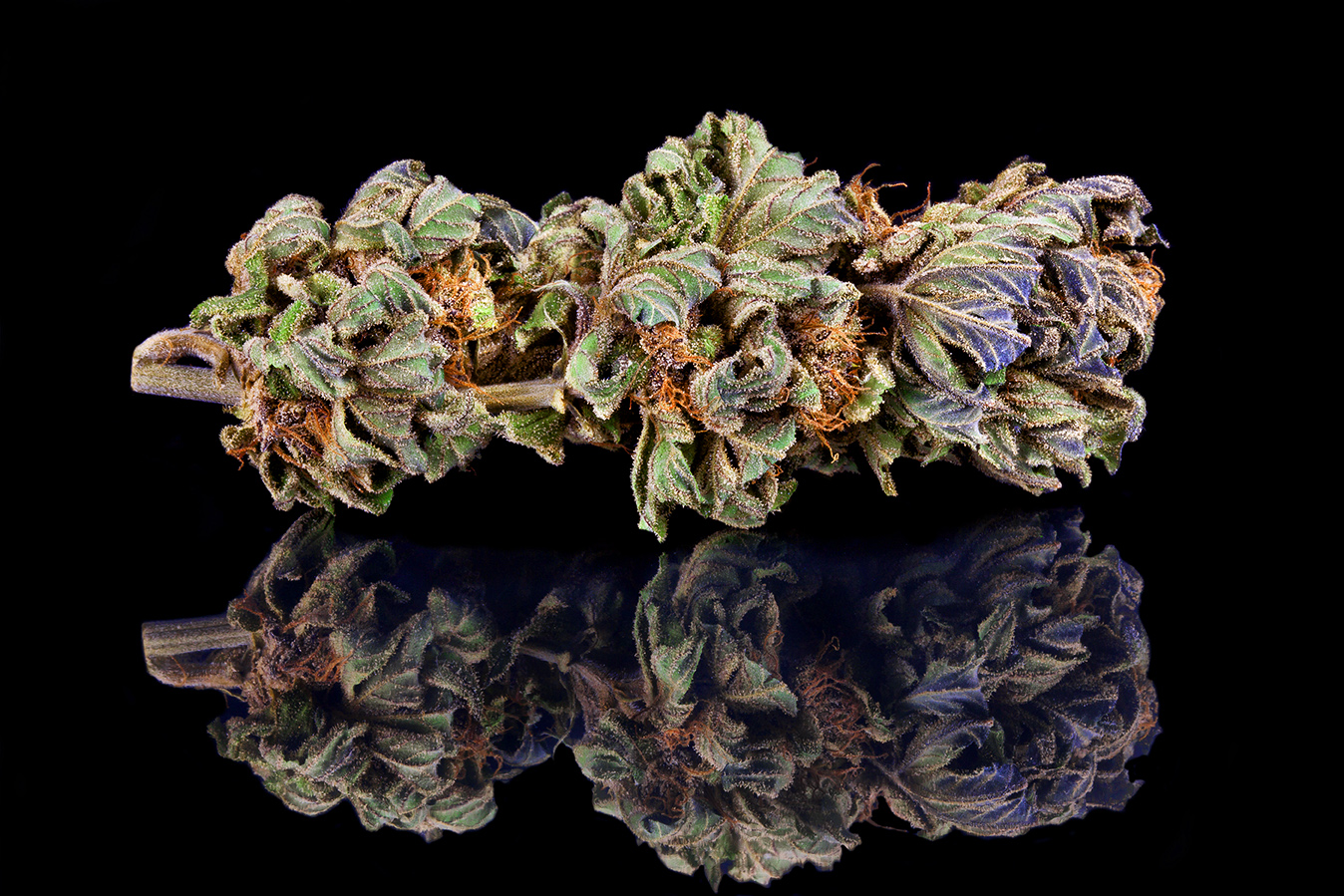 Hash Berry