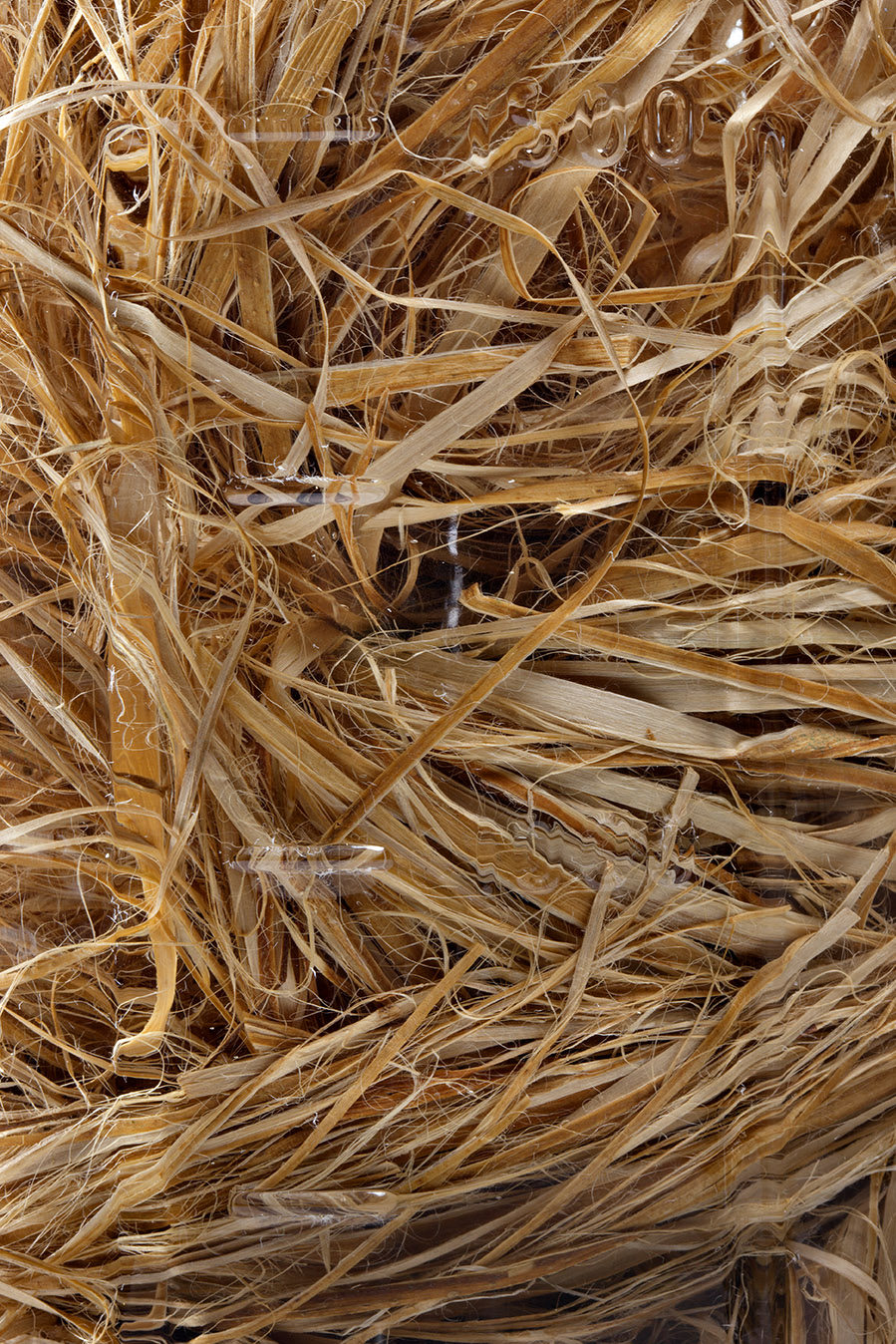 Hemp fiber detail